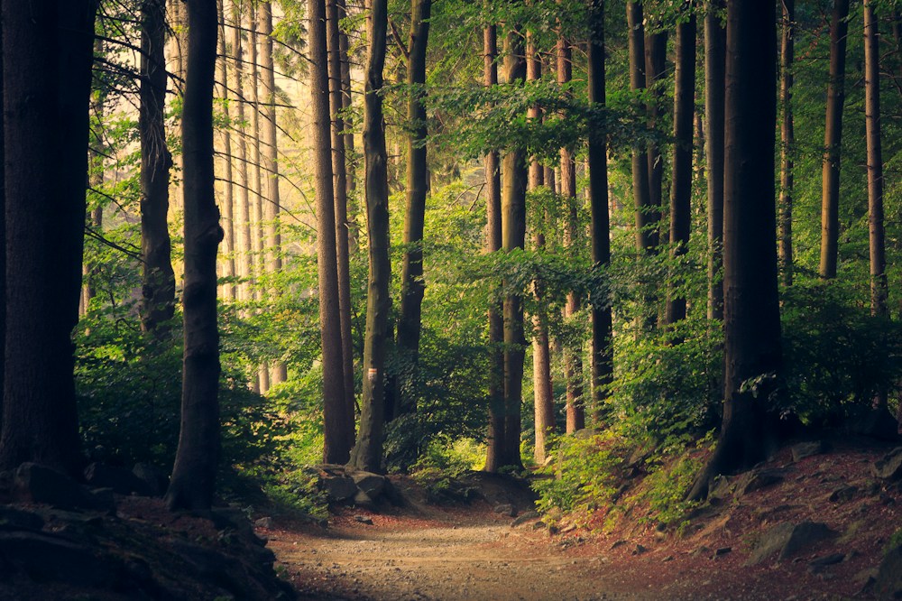 Forest trail